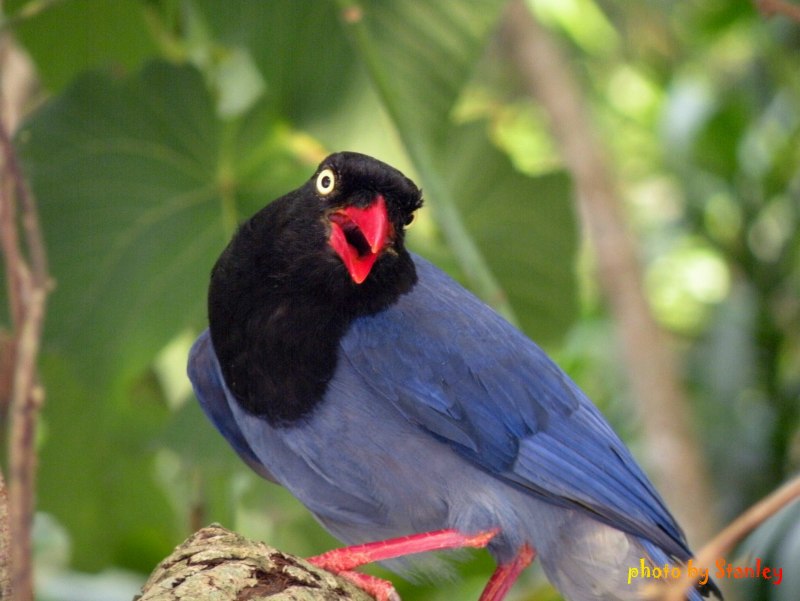 Formosan Blue Magpie