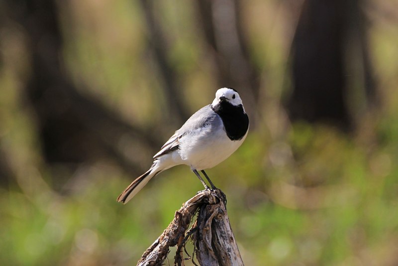 Князёк, или белая лазоревка – Parus cyanus Pallas, 1770