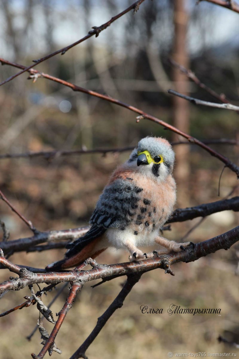 Kestrel Park