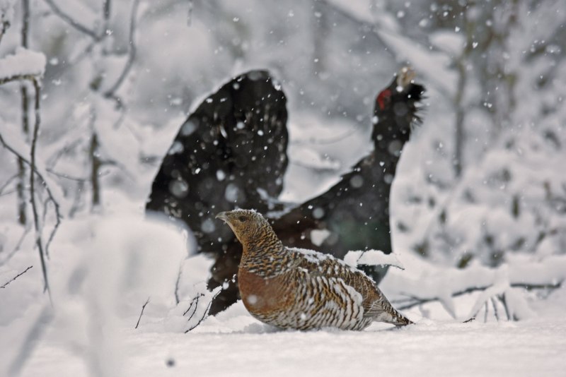 Птиц и зверей зимой (51 фото)