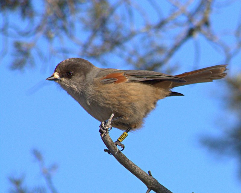 Кукша Perisoreus Infaustus