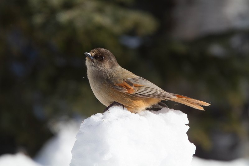 Кукша Perisoreus Infaustus