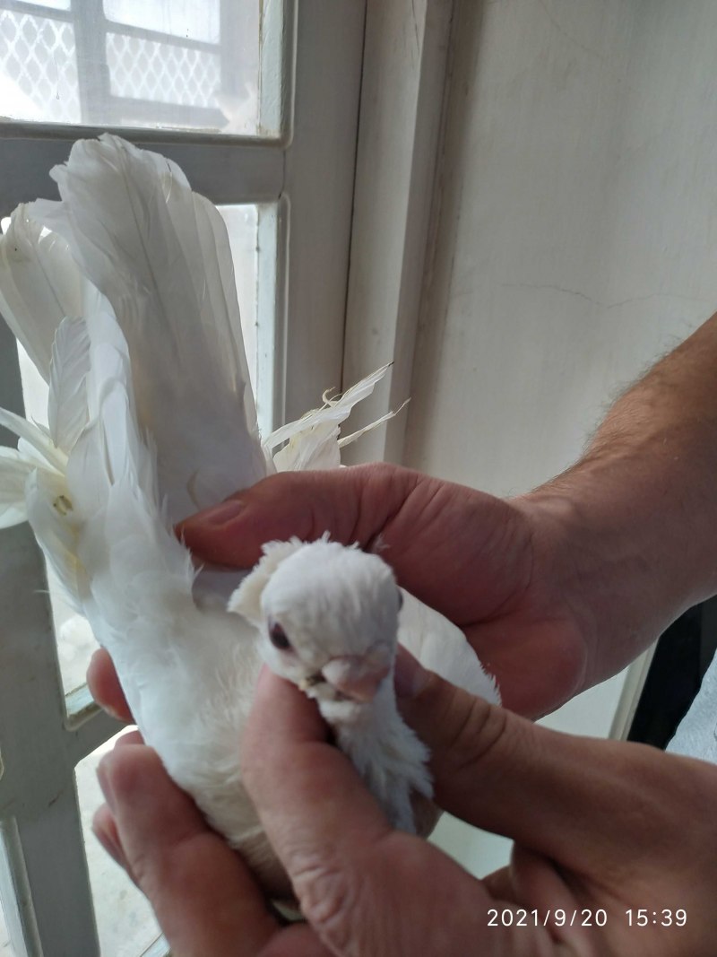 Короткоклювые бойные голуби