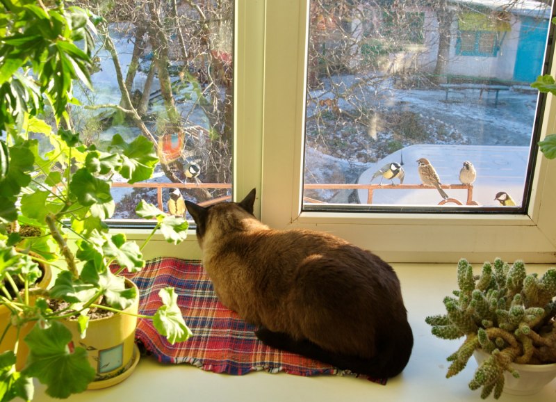 Кот и птичка за окном