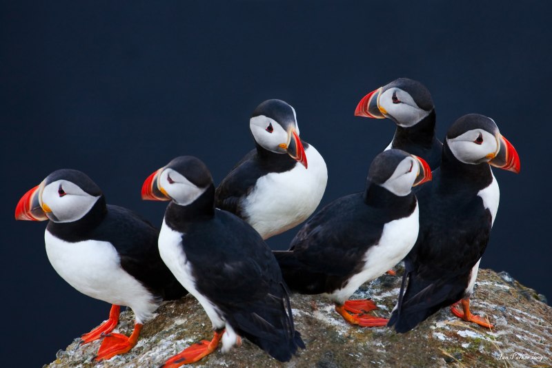 Atlantic Puffin птица