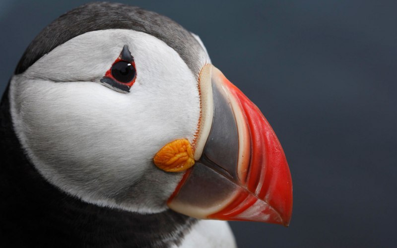 Atlantic Puffin птица