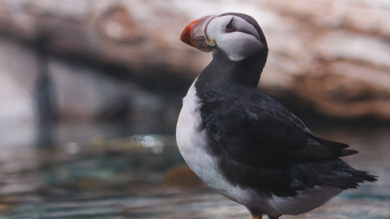 Atlantic Puffin птица