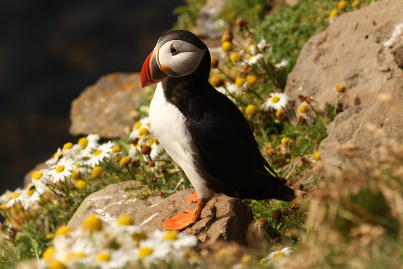 Тупик Fratercula Arctica