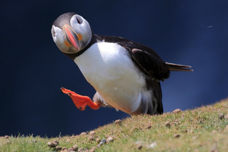 Puffin птица