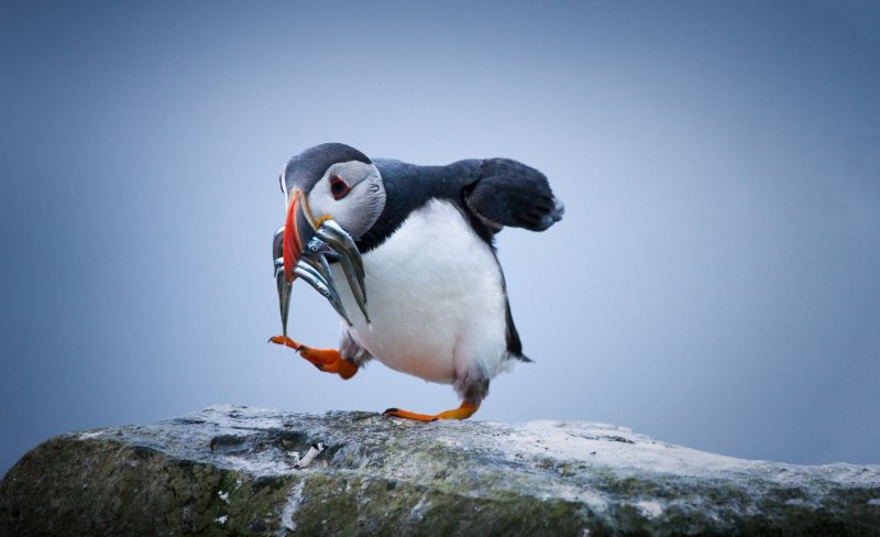 Тупик Fratercula Arctica