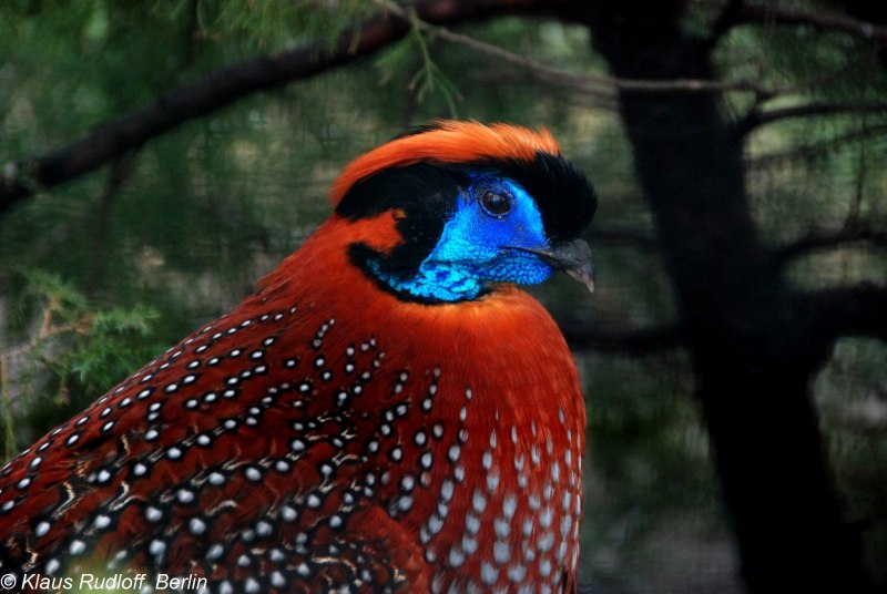 Western Tragopan