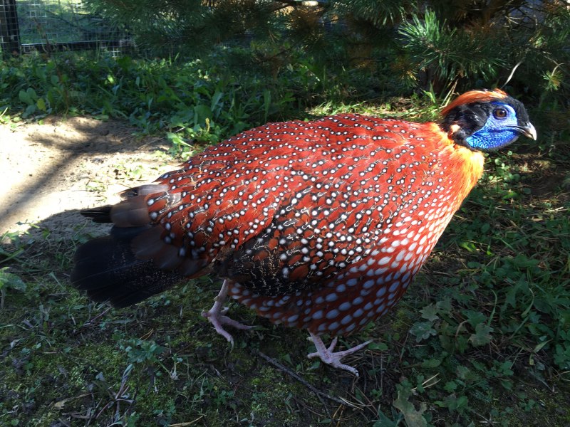 Черноголовый трагопан Tragopan melanocephalus