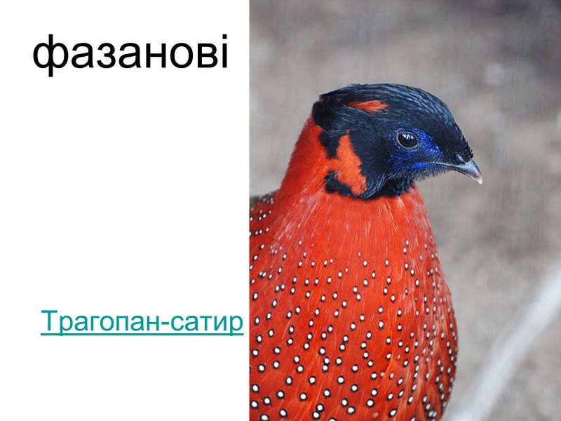 Фазан трагопан сатир