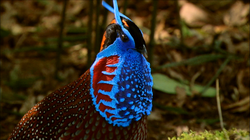 Satyr Tragopan