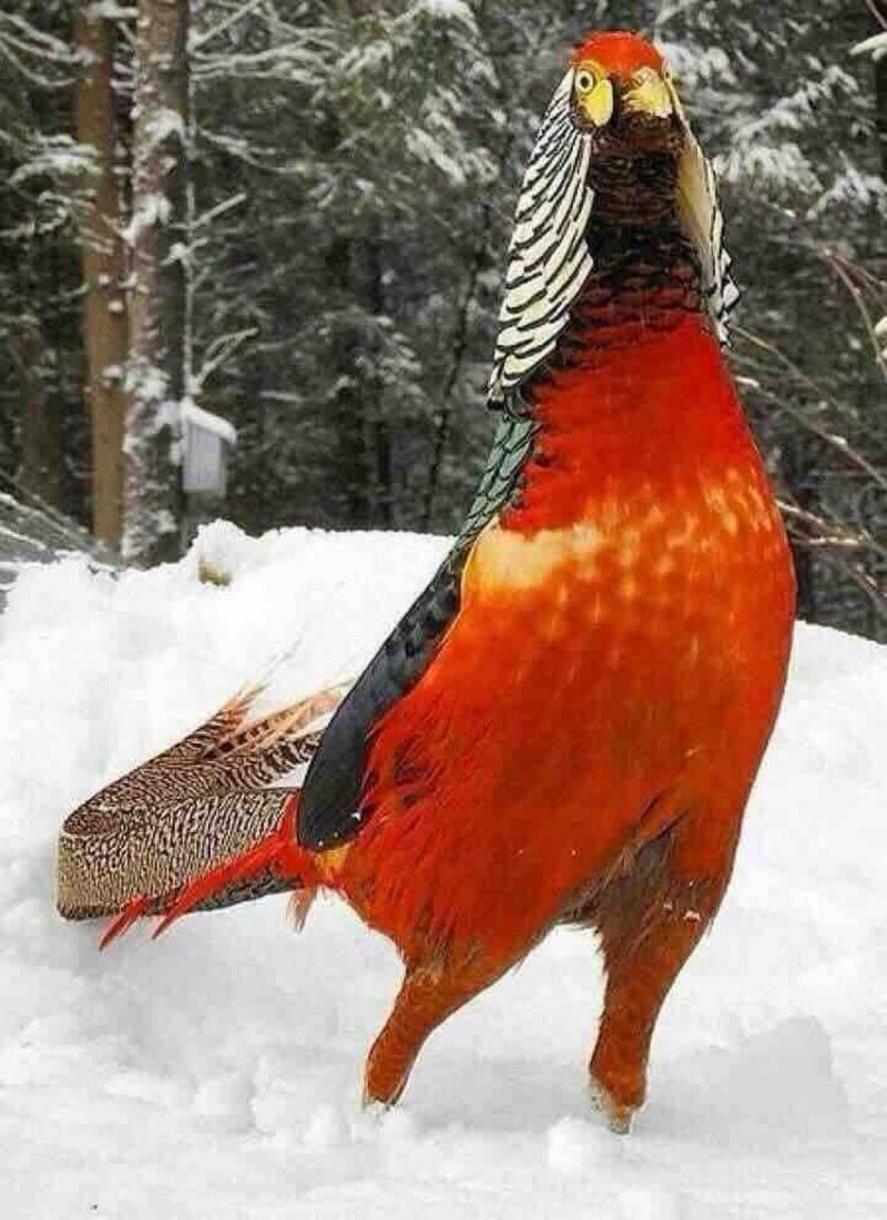 Pheasant Hunt Spa фазаны