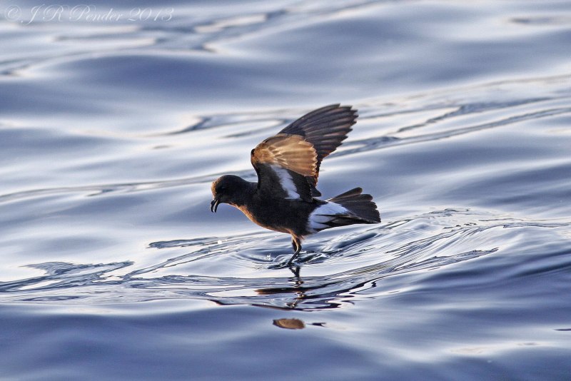 Прямохвостая качурка Hydrobates pelagicus