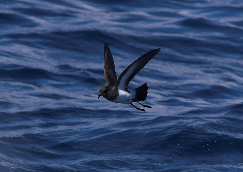Leach's Storm Petrel
