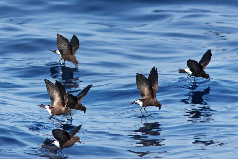 Hydrobates pelagicus