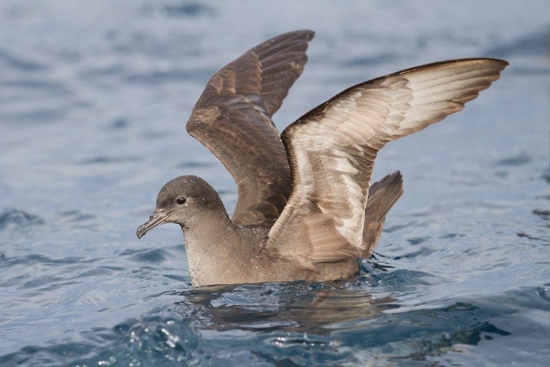 Сизая качурка Oceanodroma furcata