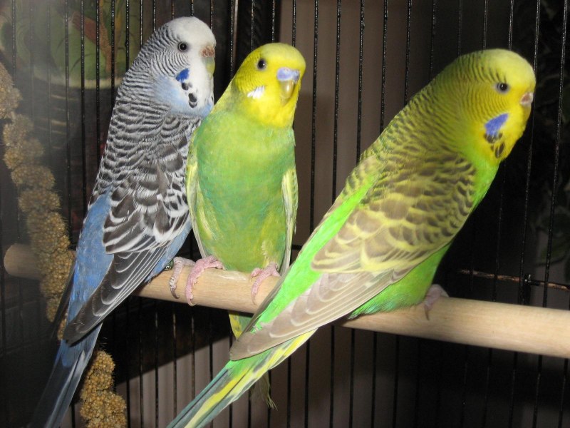 Нежный попугай Budgies_ 8
