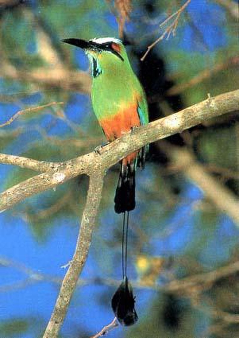 White-eared Barbet