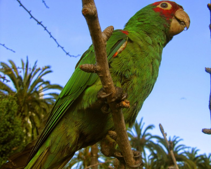Campephilus rubricollis