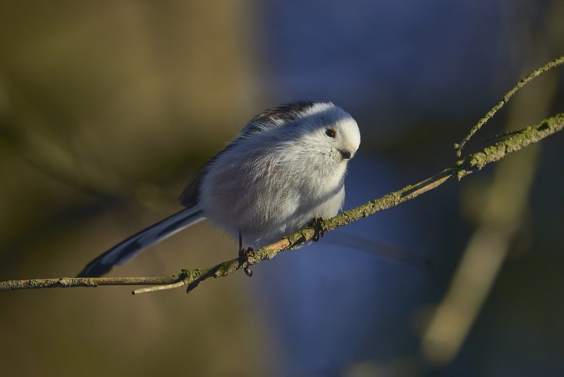 Aegithalos caudatus