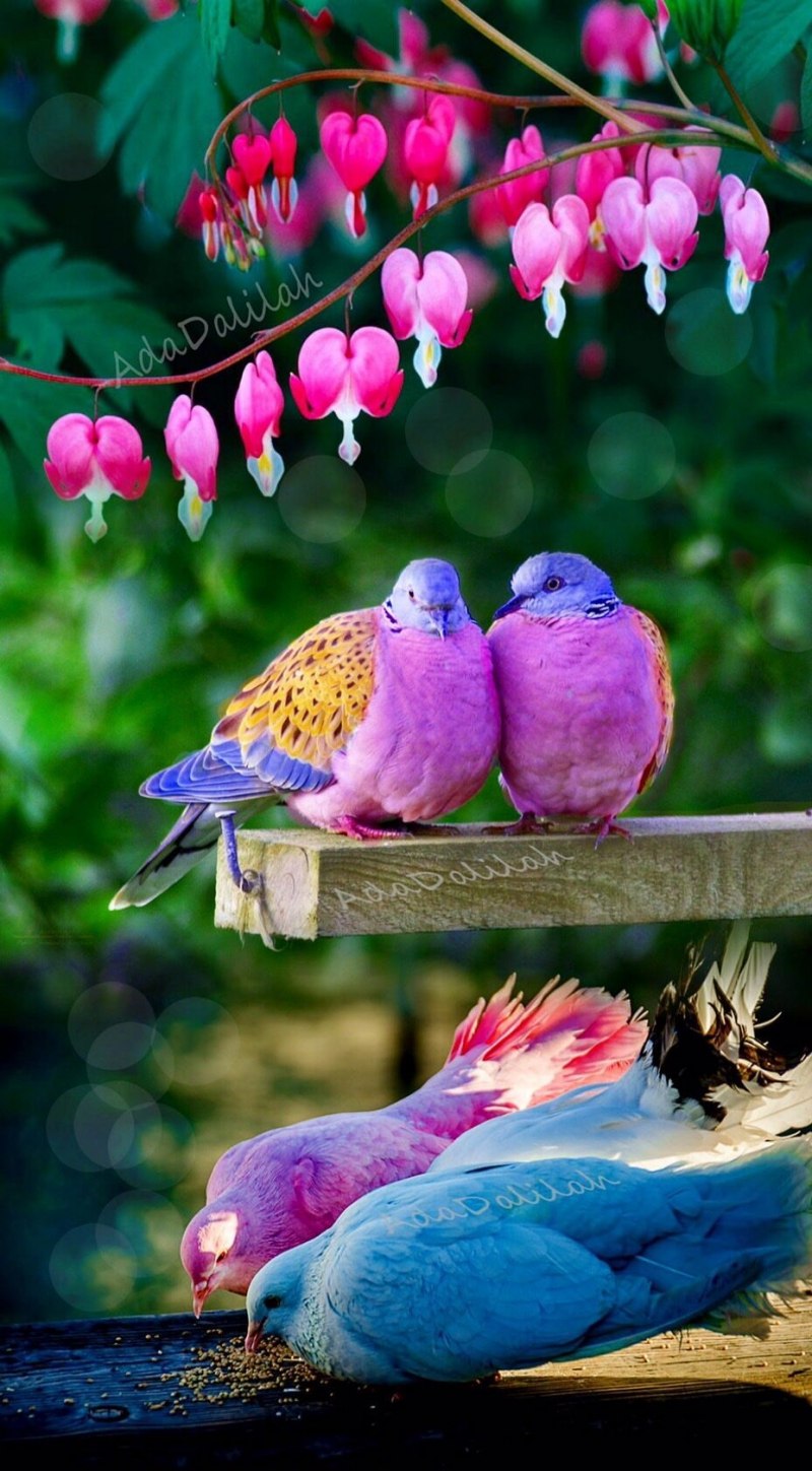 Природа птицы