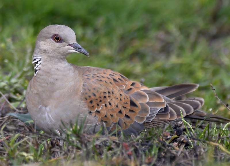 Обыкновенная Горлица (Streptopelia Turtur)
