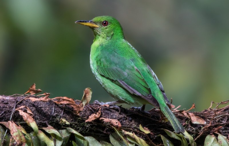 Темно зеленая птичка (52 фото)