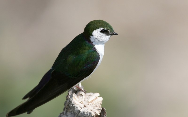 Tachycineta albilinea