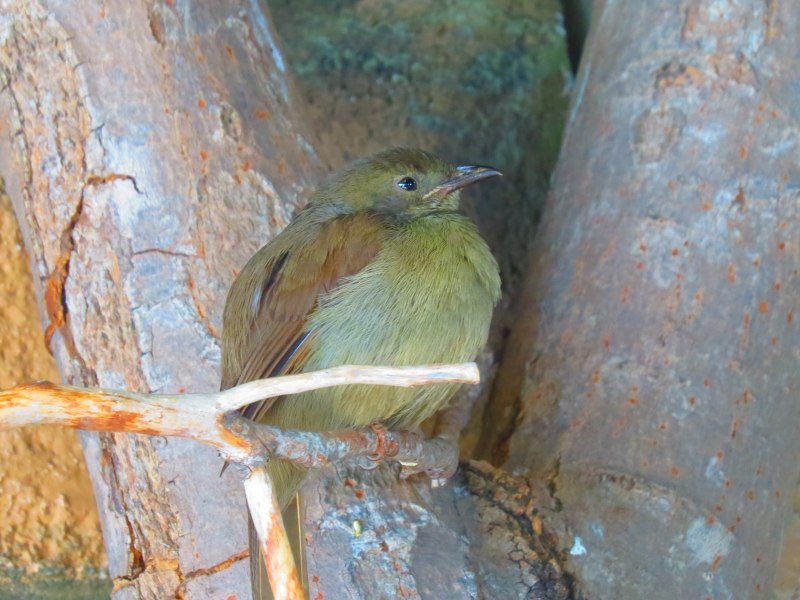 Зеленушка (Chloris Chloris)