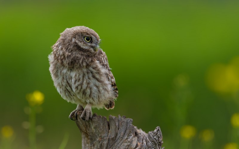 Сплюшка Otus SCOPS