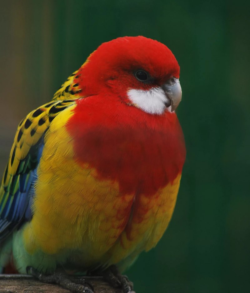 Platycercus elegans