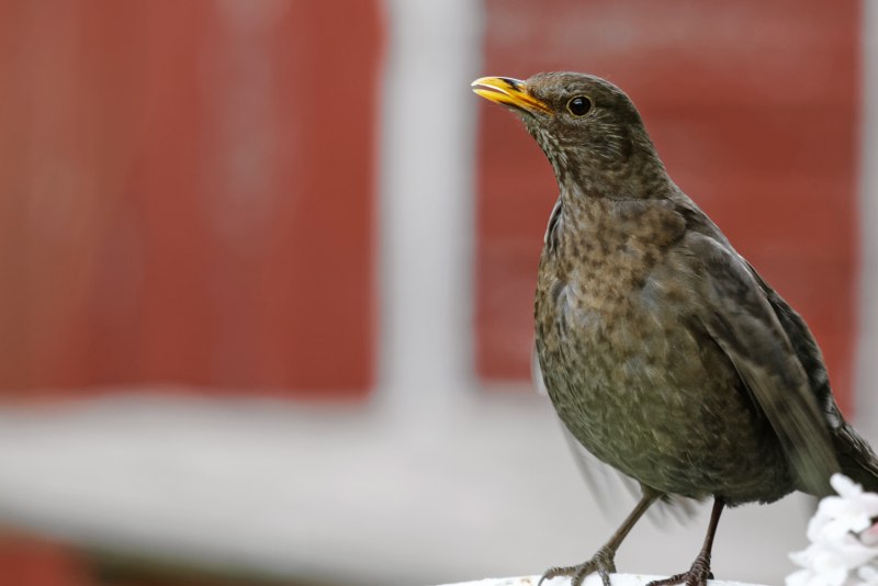 Turdus Merula самка