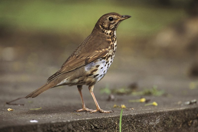 Дрозд-деряба (turdus viscivorus)