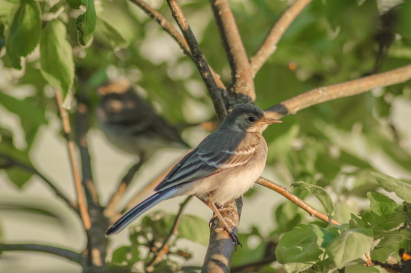 Robins Blue
