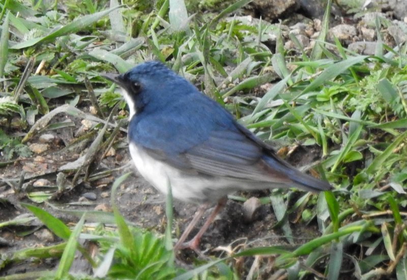 Соловей синий (Luscinia cyane).