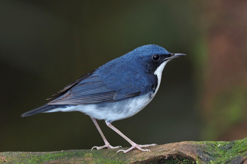 Robins Blue