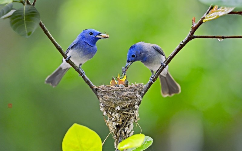 Cyanoptila cyanomelana