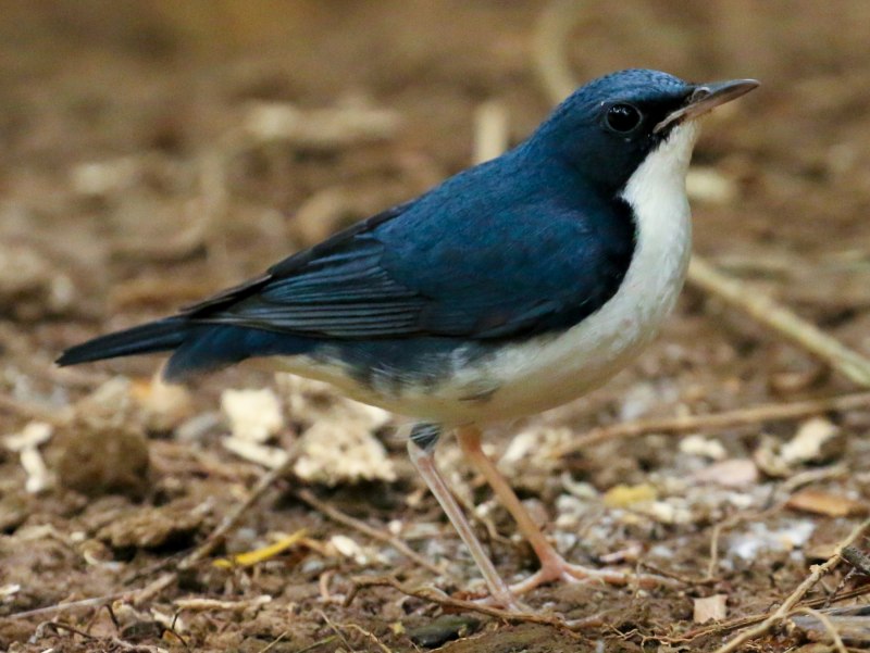 Red-flanked Bluetail
