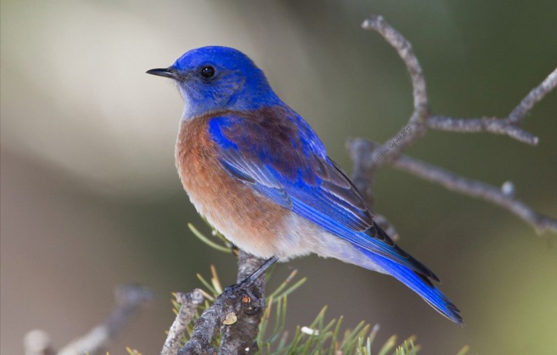Hypothymis azurea птица