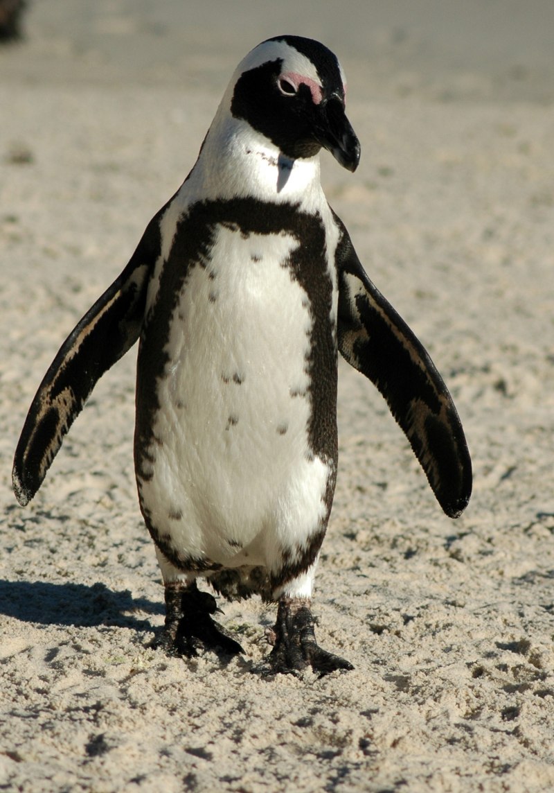 Spheniscus magellanicus