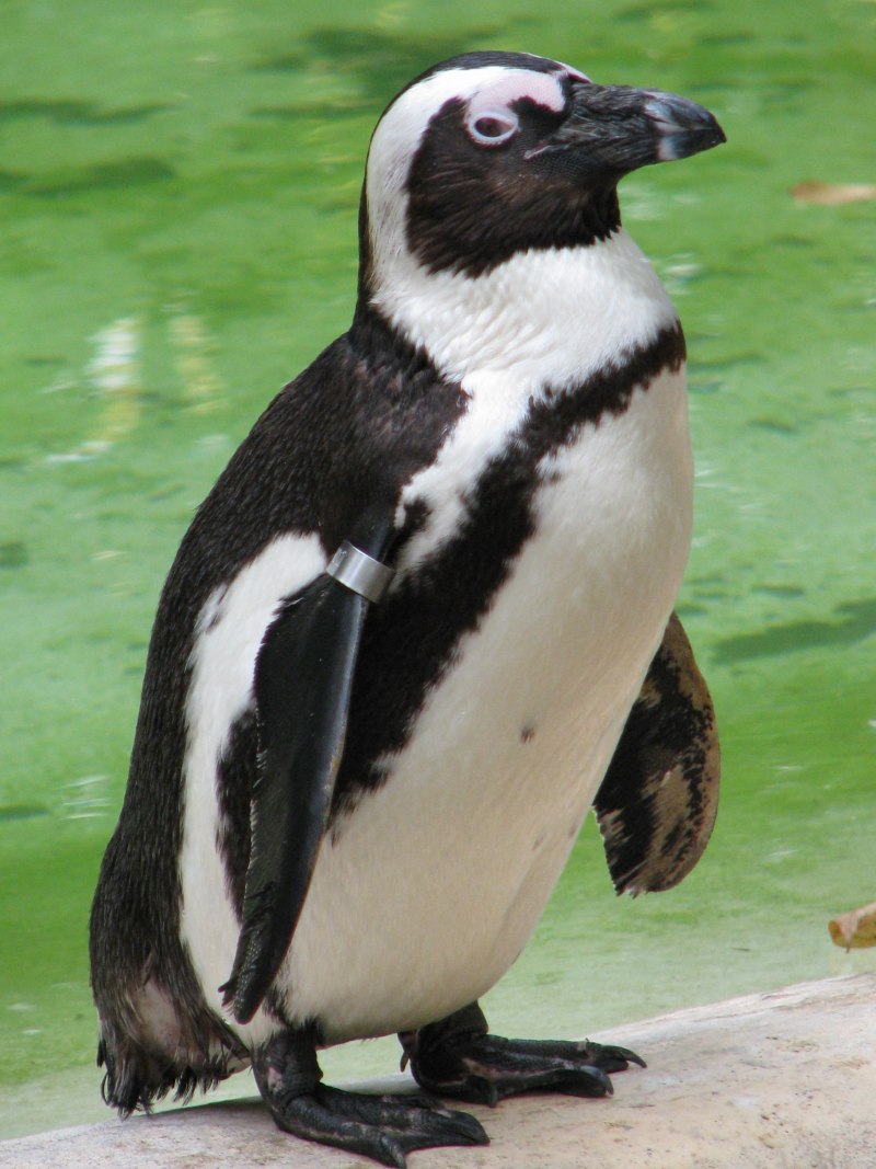 Очковый пингвин (36 фото)