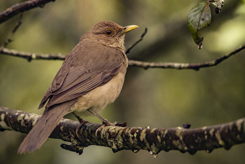 Дрозд чёрный (turdus Merula)
