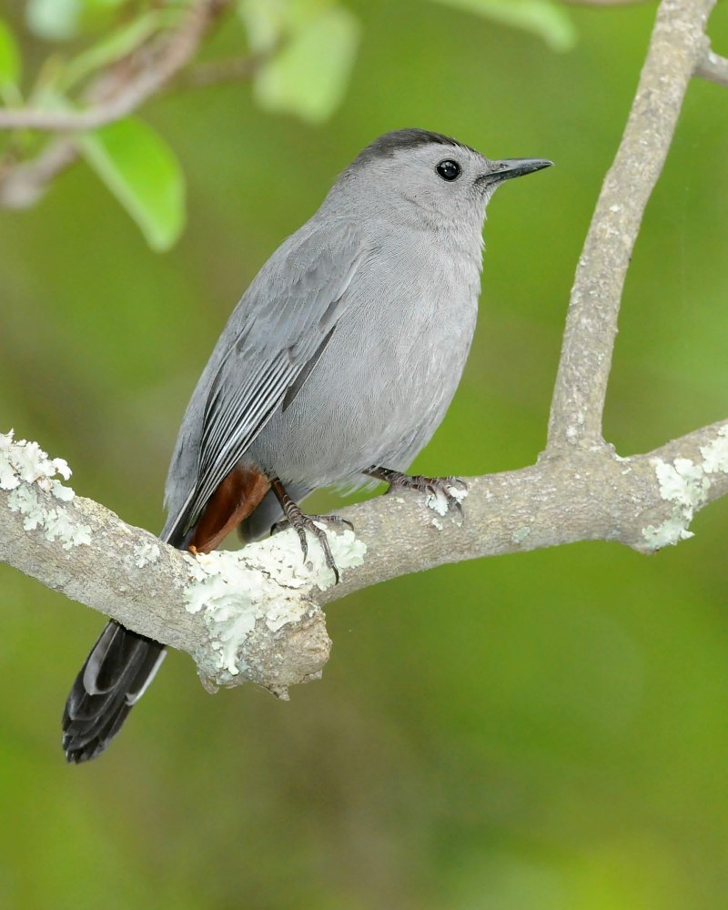 Gray Catbird