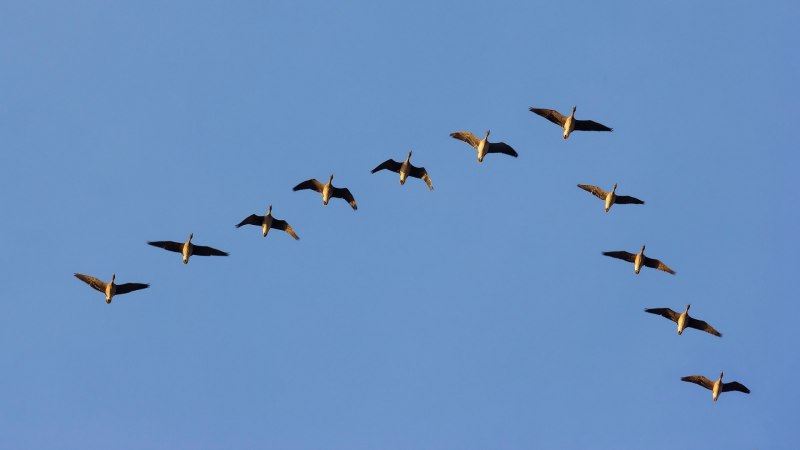 Полет птиц клином (46 фото)