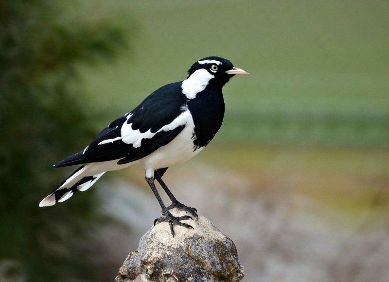 Australian Magpie
