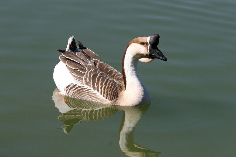 Bar-headed Goose