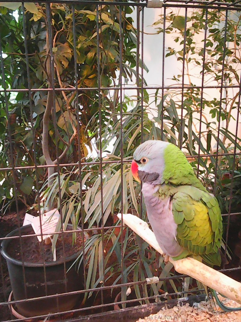 Китайский кольчатый